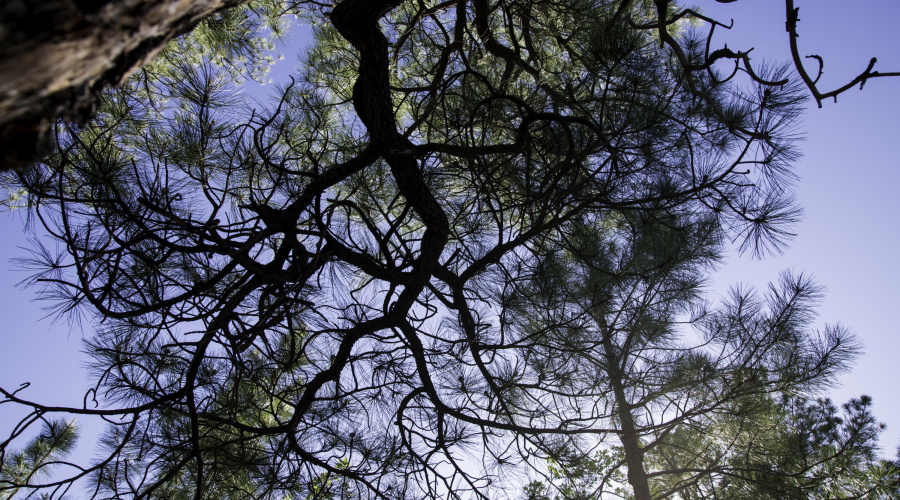 Tall Pines