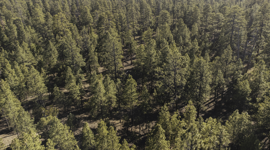 DJI_0646