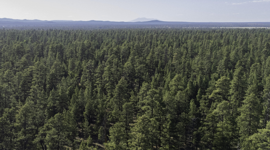 Backs to National Forest