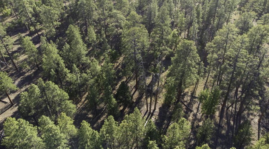 DJI_0649