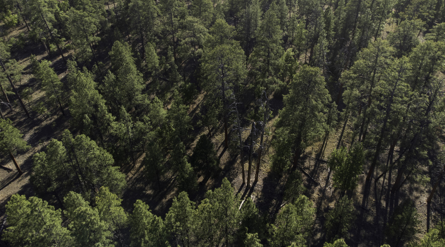 DJI_0650