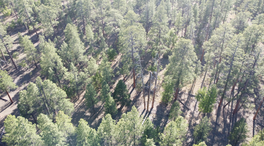DJI_0651