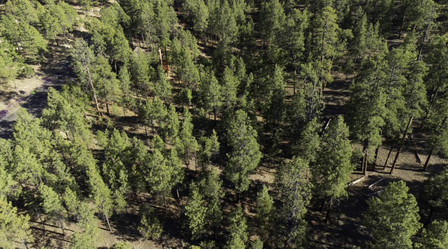 DJI_0655
