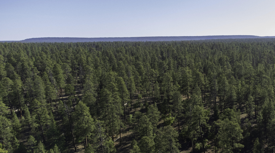 Lot feels secluded/Private
