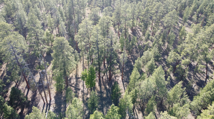 DJI_0661