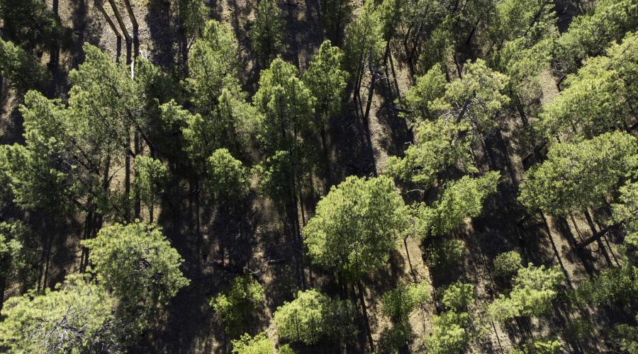 DJI_0664