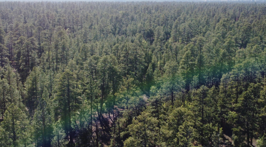 DJI_0677