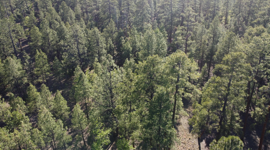 DJI_0679