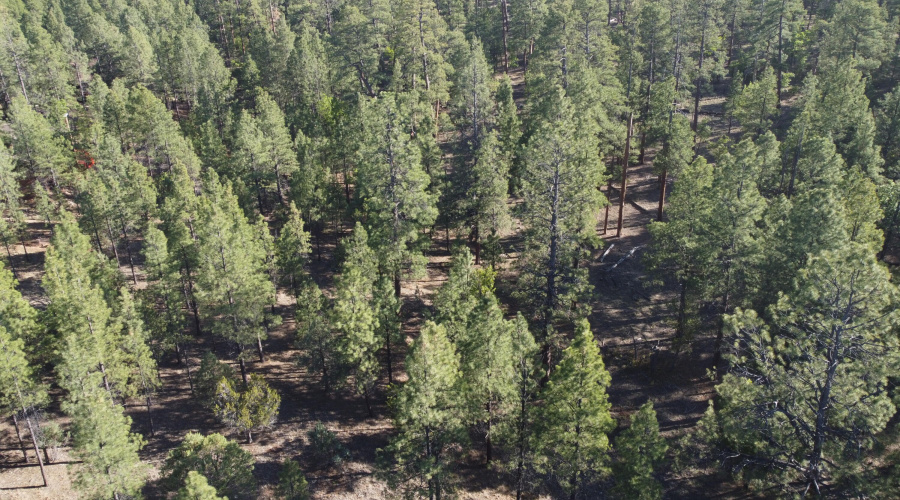 DJI_0685