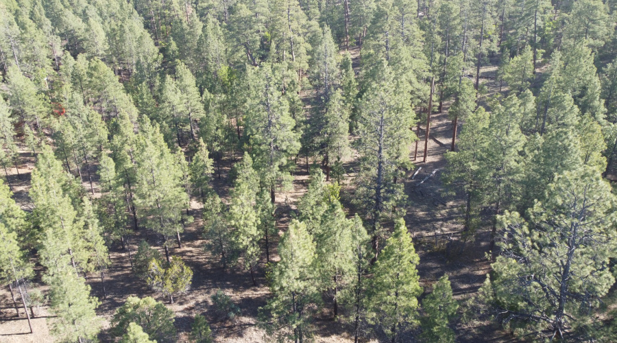 DJI_0687