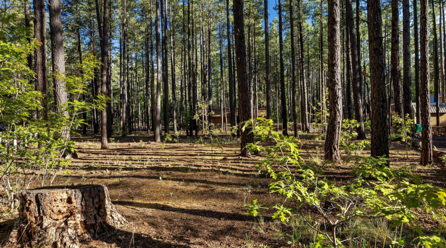 8510AlchesayDr-Pinetop-AZ-14