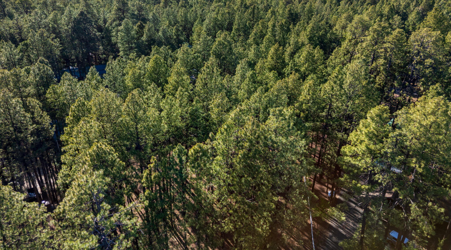 8510AlchesayDr-Pinetop-AZ-13
