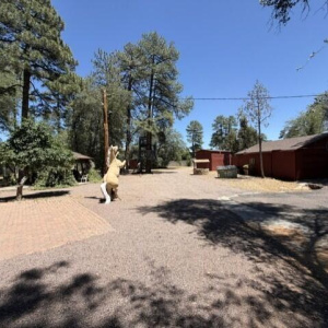 Looking at gazebo, firepit, & gym