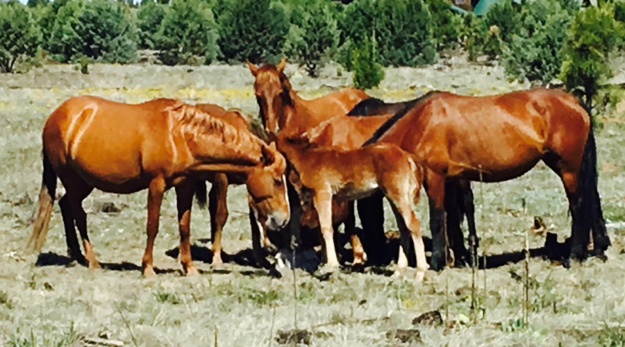 WILD HORSES GATHER IN THE FOREST