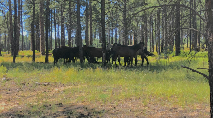 SUMMER PHOTO OF WILD HORSES