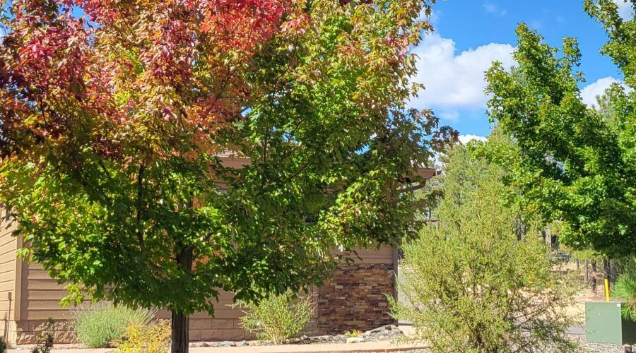 Fall Leaves