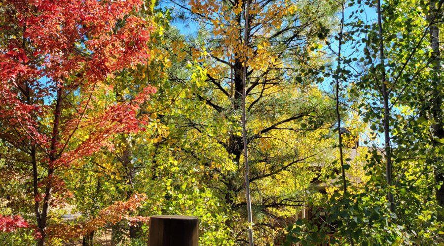 Fall Leaves