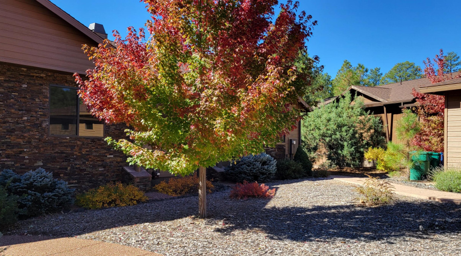 Fall Leaves