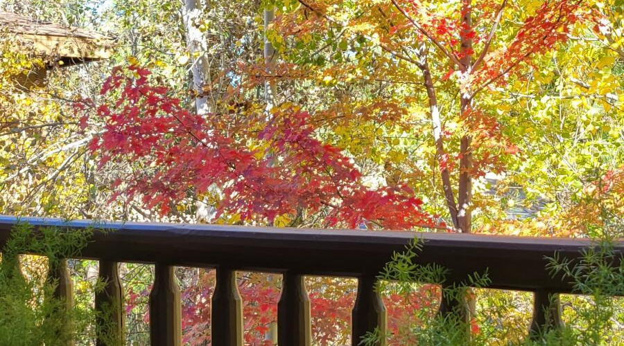 Fall Leaves