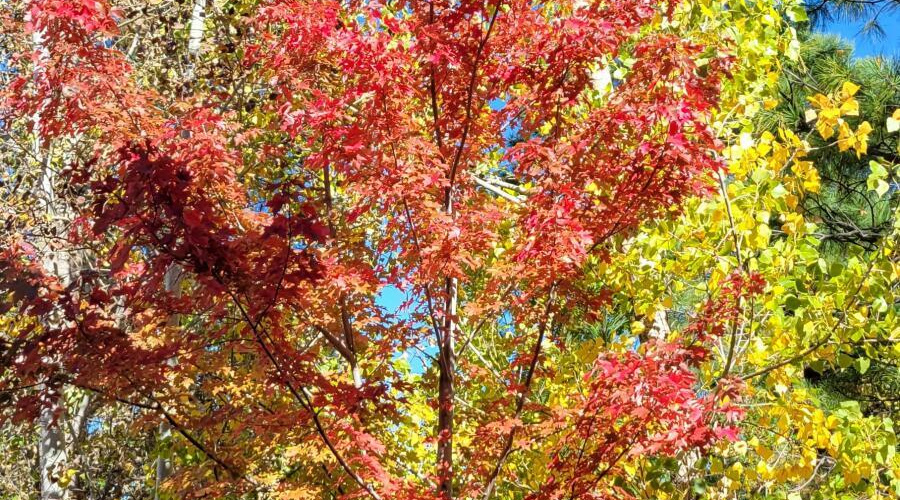 Fall Leaves