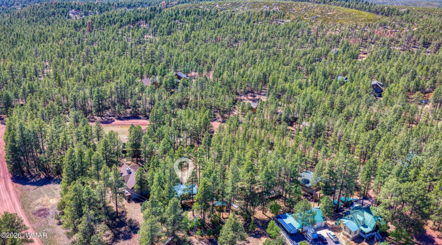 Home location within the forest