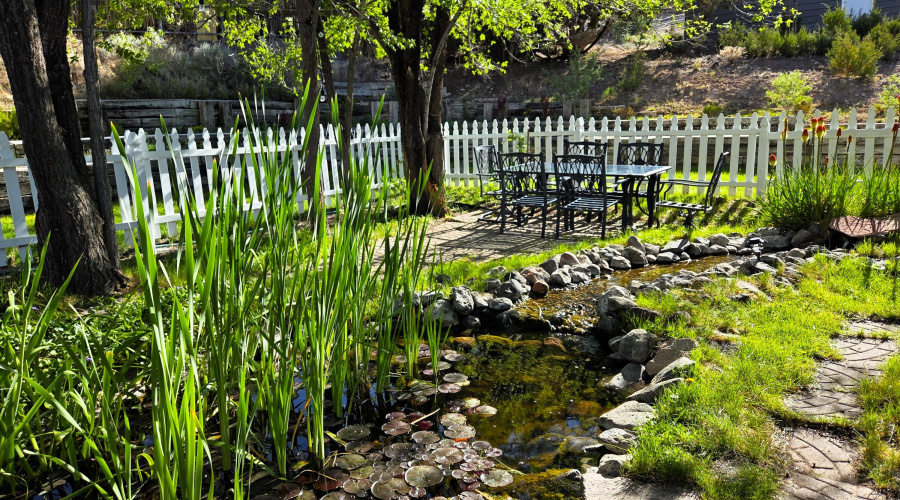 koi pond