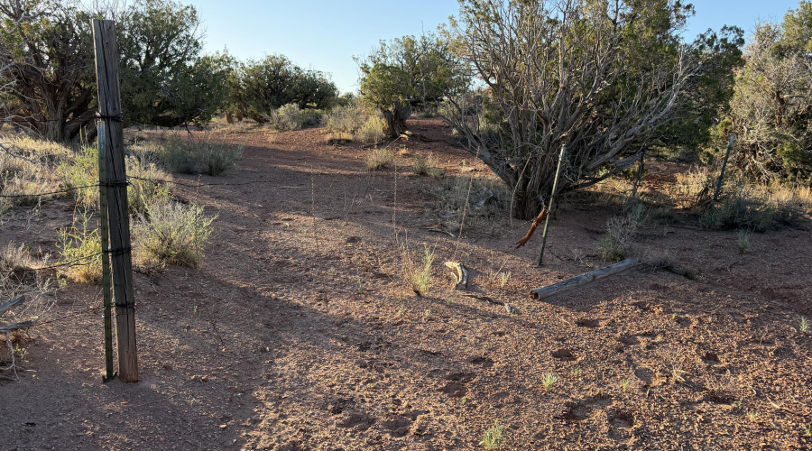 Cattle Gate