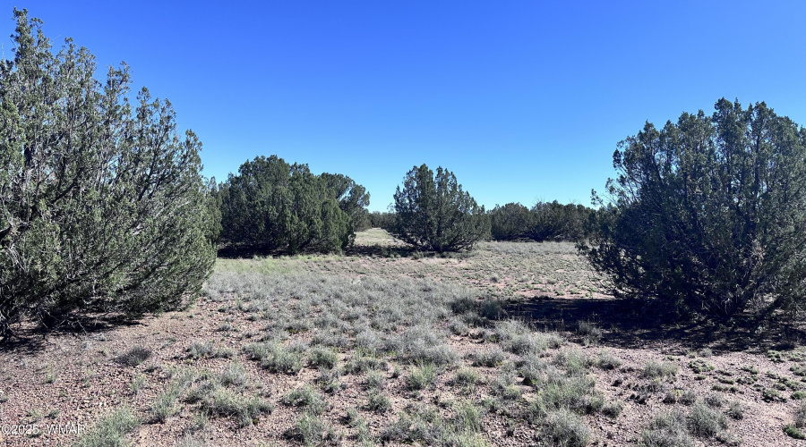 Open spaces between Juniper Trees