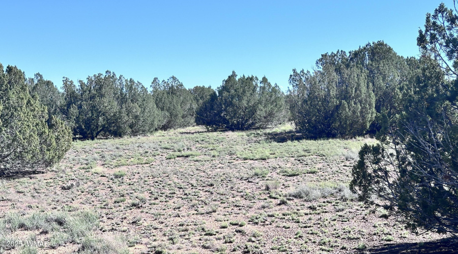 Open spaces between Juniper Trees