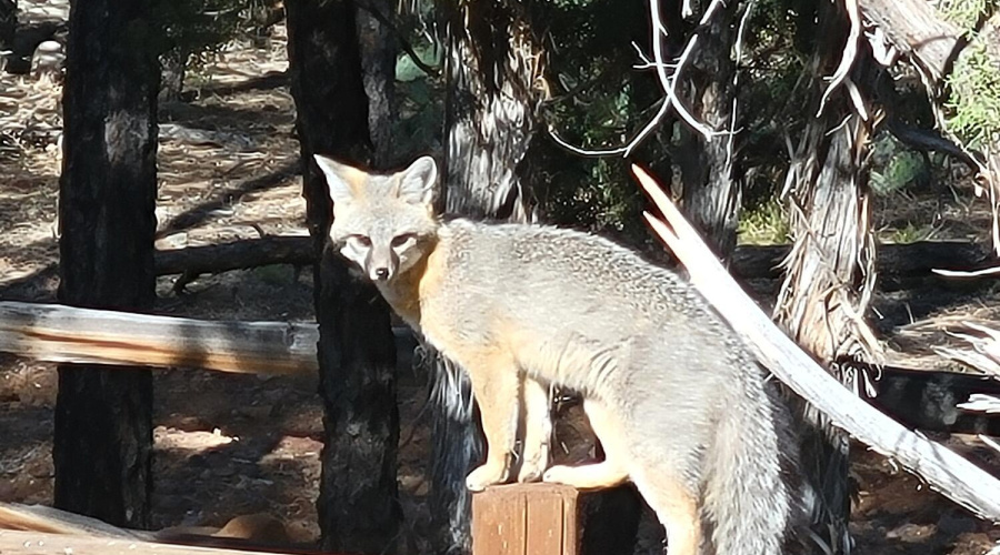 Gray Fox COPY