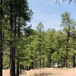 Heavily Treed
