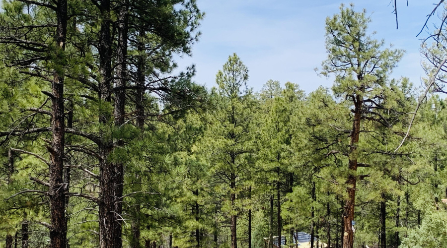 Heavily Treed