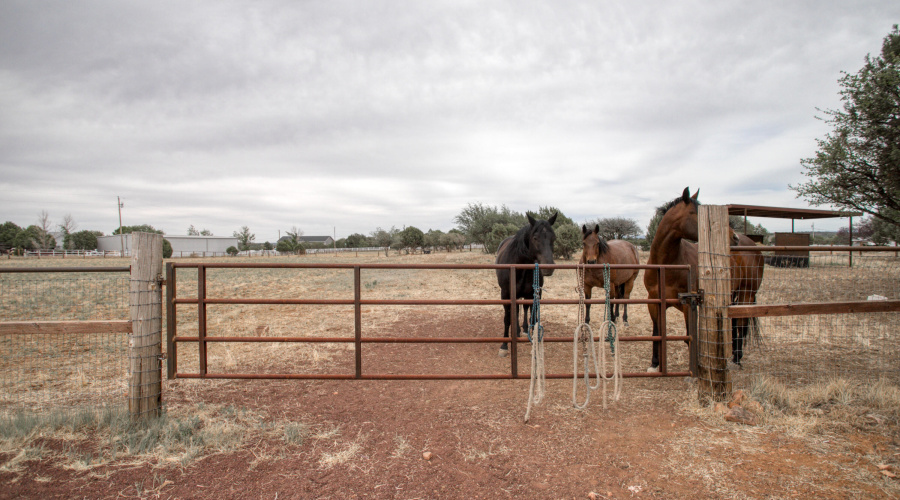 Pasture