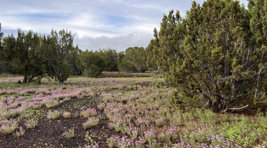 26 Palomino Place, Vernon, AZ 85940