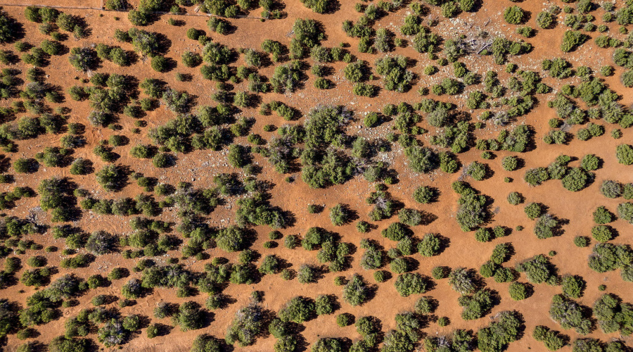 233CR8088-Concho-AZ-1