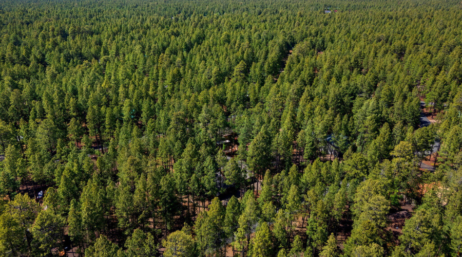 8424AlchesayDr-Pinetop-AZ-31