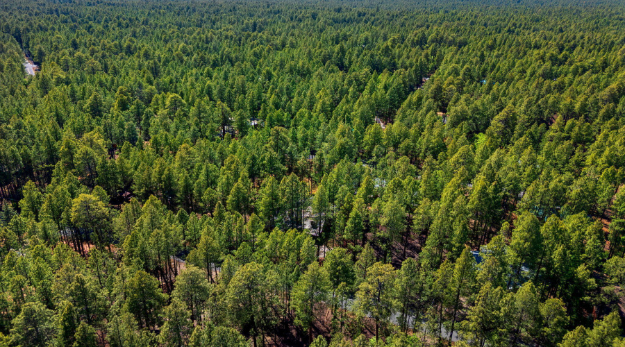 8424AlchesayDr-Pinetop-AZ-32