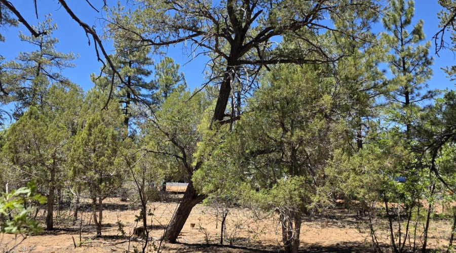 Ponderosa Pines