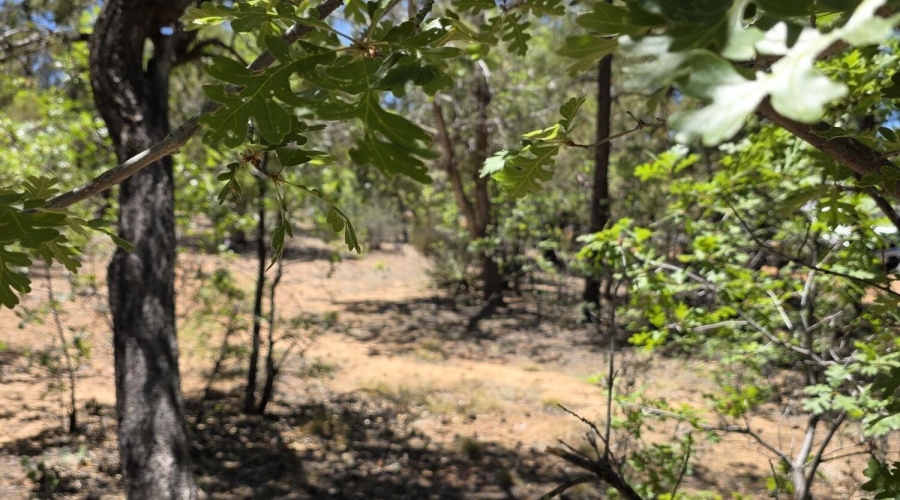 Trees