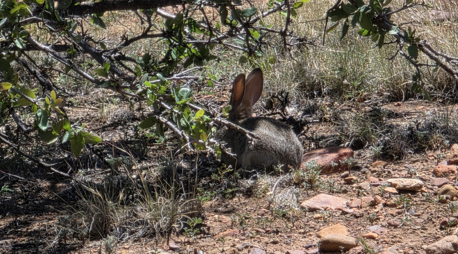 Rabbit