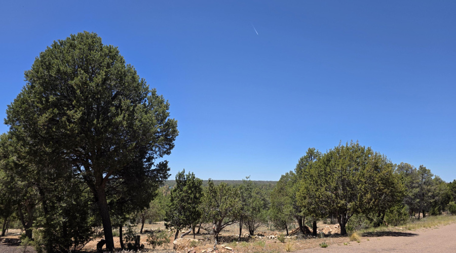 Trees