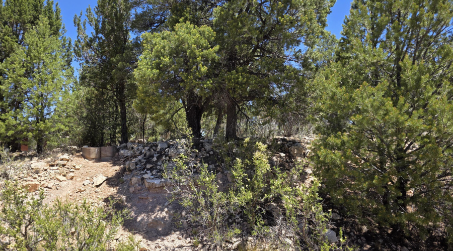 Full of Trees
