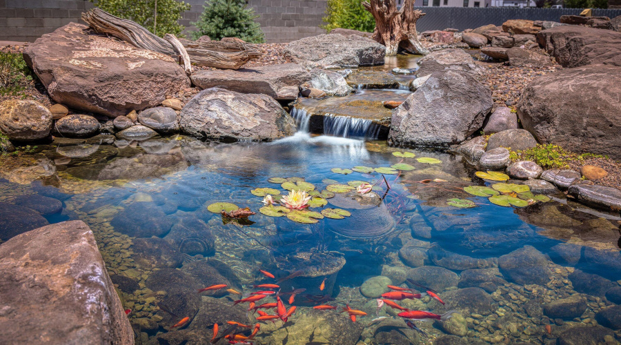 Blooming lotus and koi fish